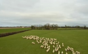 Drone sheepdog Shep