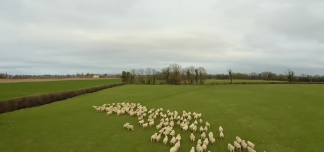 Drone sheepdog Shep
