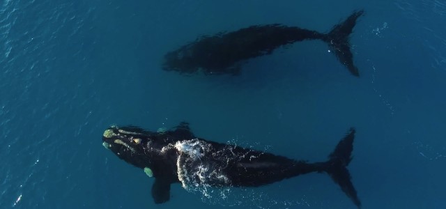 Aerial Footage of Whales and Paddleboard
