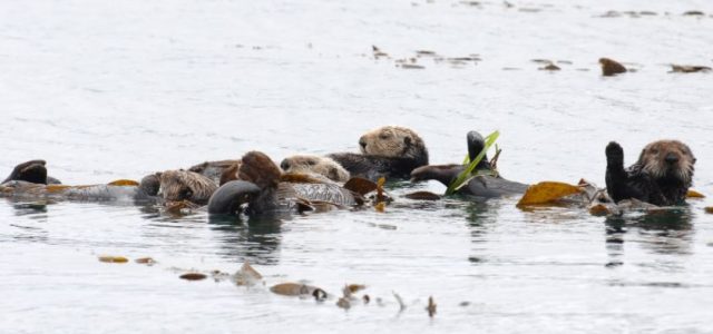 Eco-Friendly Multirotors — Keeping watch over endangered Alaskan sea otters