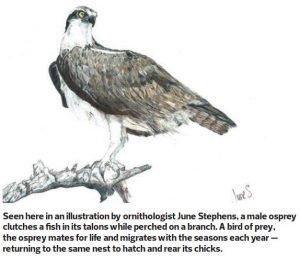 RotorDrone - Drone News | Mission Profile: 3D Mapping An Osprey Nest (On a Cell Tower!)