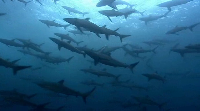 Silky sharks swimming in groups